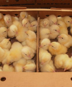 Un Poussin