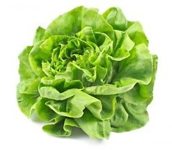 LAITUE ( 3 BOUQUETS )